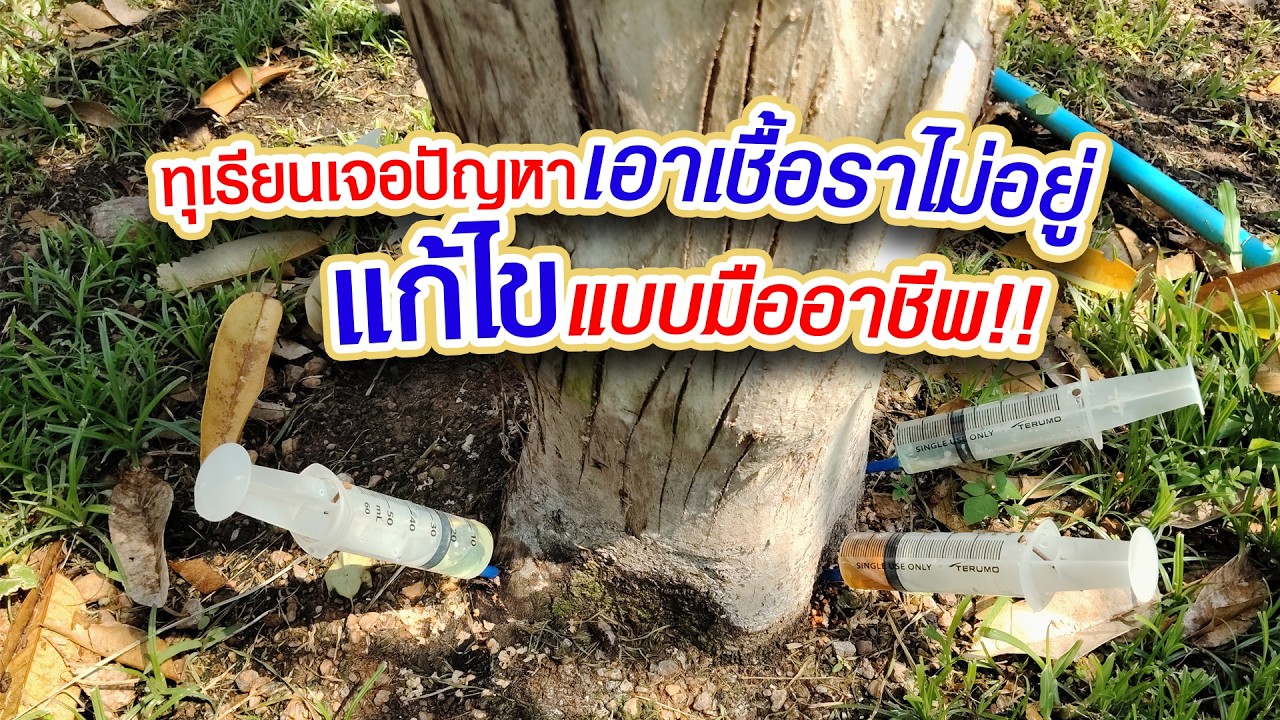 ทุเรียนเจอปัญหาเอาเชื้อราไม่อยู่แก้ไขแบบมืออาชีพ!! #แม็กซาโก้ #แดงแม็กซาโก้ #ปุ๋ยทุเรียน