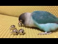 ボタンインコの鈴遊びをとことん邪魔してみた