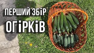 Перший збір ОГІРКІВ у цьому році! Тепличний БІЗНЕС!