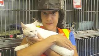 How to Find a Lost cat pet detective coaching