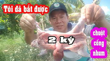 Chuột cống khổng lồ ướp sa tế tôm nướng, ăn vào ngây ngất luôn tời mây | Nhat ky 365