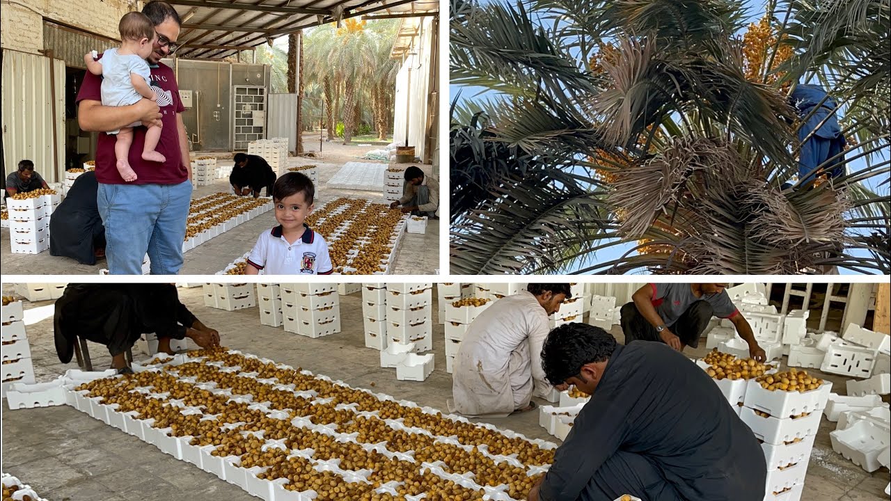 MEDİNE HURMA BAHÇESİ GEZDİK😍İlk defa Canlı tavuk gören Arap😂