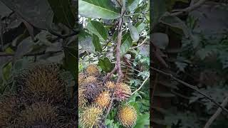 weaver ants on rambutan fruit #shorts #shortvideo #asmr #ghost #diy #food #viral #fyp
