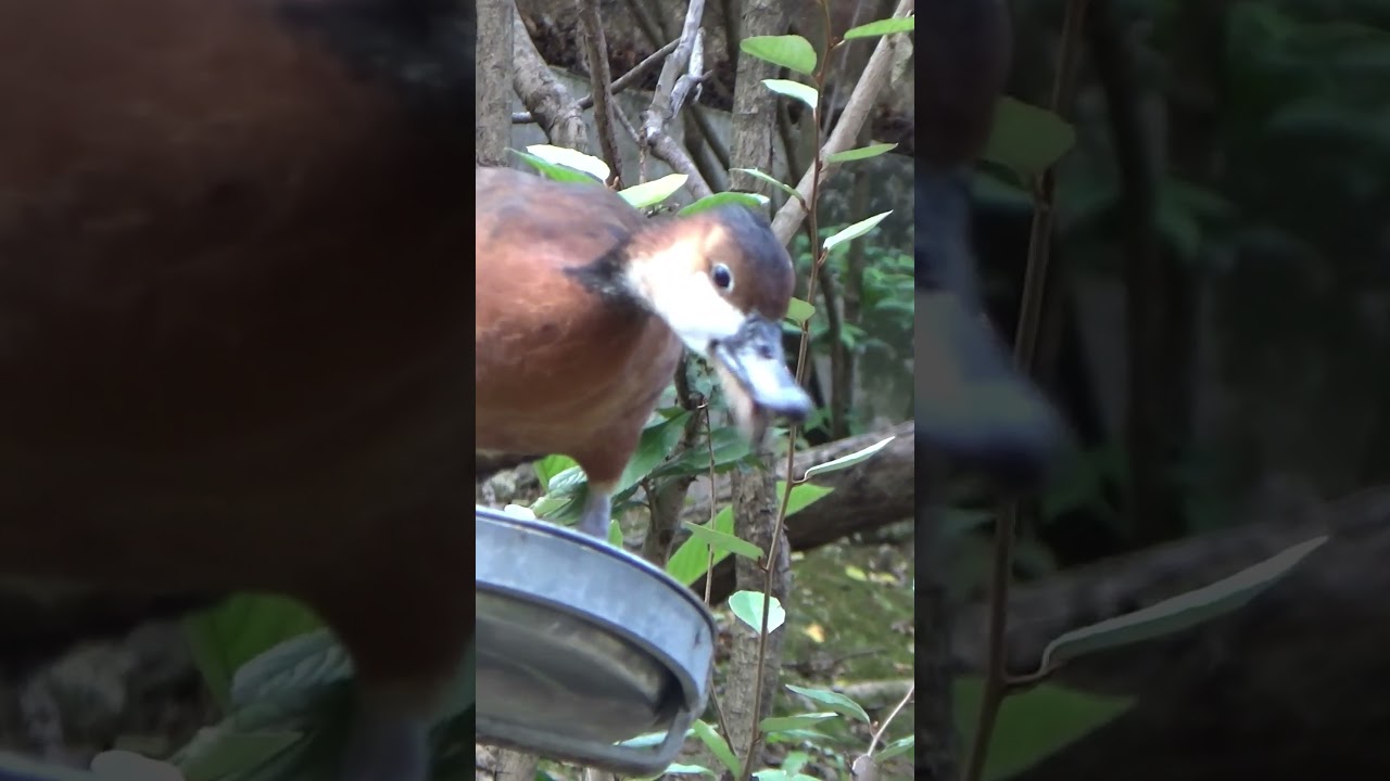 Hungry Duck I Water Fowls 