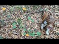 Foraging adventure POV, Charlie Puppy Chanterelle Mushrooms, Edible, Nature Walk. Wash, Dry, Storage