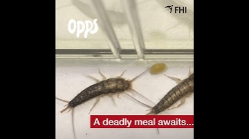 How to get rid of long-tailed silverfish