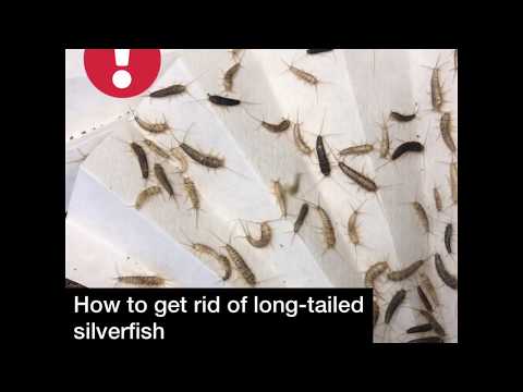 Video: Spider-silverfish - mmiliki wa ngome angani