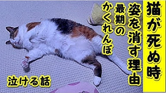 猫泣ける話 Youtube