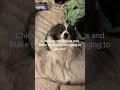 We need to make money for thanksgiving #dogs #viral #fyp