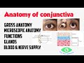 Anatomy of conjunctiva  palpebral  bulbar  fornix 