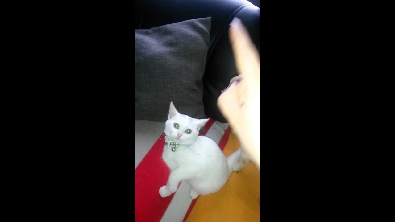 Moustique Le Chat Nain Hermaphrodite Youtube Moustique Le Chat Nain Hermaphrodite Youtube