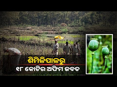 ଅଫିମ ମାଫିଆଙ୍କ କବଜାରେ ଶିମିଳିପାଳ ଅଭୟାରଣ୍ୟ, ରେଡ଼ରେ ଜବତ ହେଲା ୧୮ କୋଟିରୁ ଊର୍ଦ୍ଧ୍ଵ ଅଫିମ