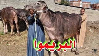 جه اليوم اللي الفلاح يشتري فيه علي مزاجه ويقعد ويوقف التاجر انتباه ويتشرط عليه اللحق فرصتك من دلوقت 