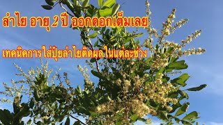 ลำไยอายุ 2 ปี ออกดอก ติดผลแล้ว | เทคนิคการใส่ปุ๋ยลำไยในแต่ละช่วง | g enter