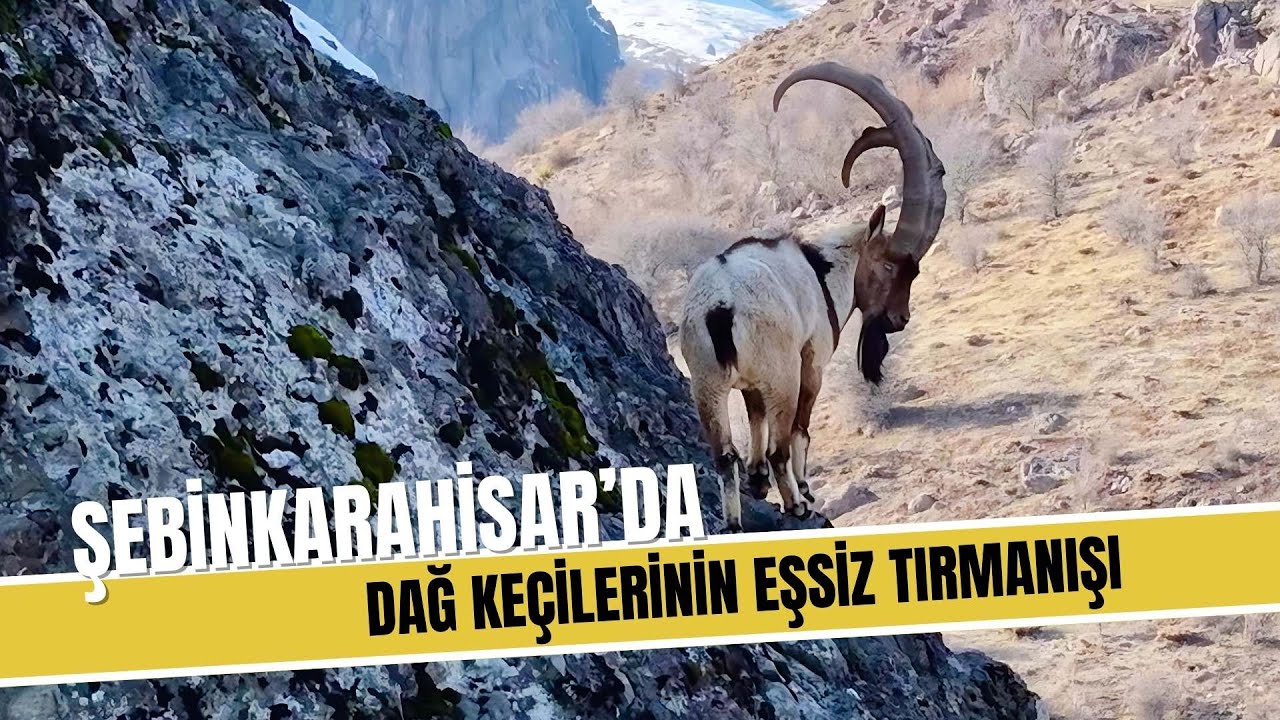 Şebinkarahisar'da Dağ Keçilerinin Eşsiz Tırmanışı