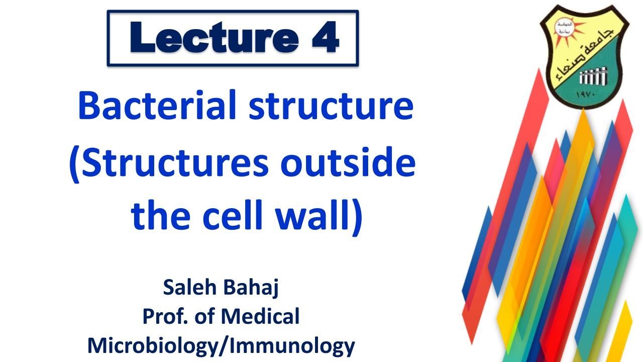 4- Bacterial structure Outside the cell wall