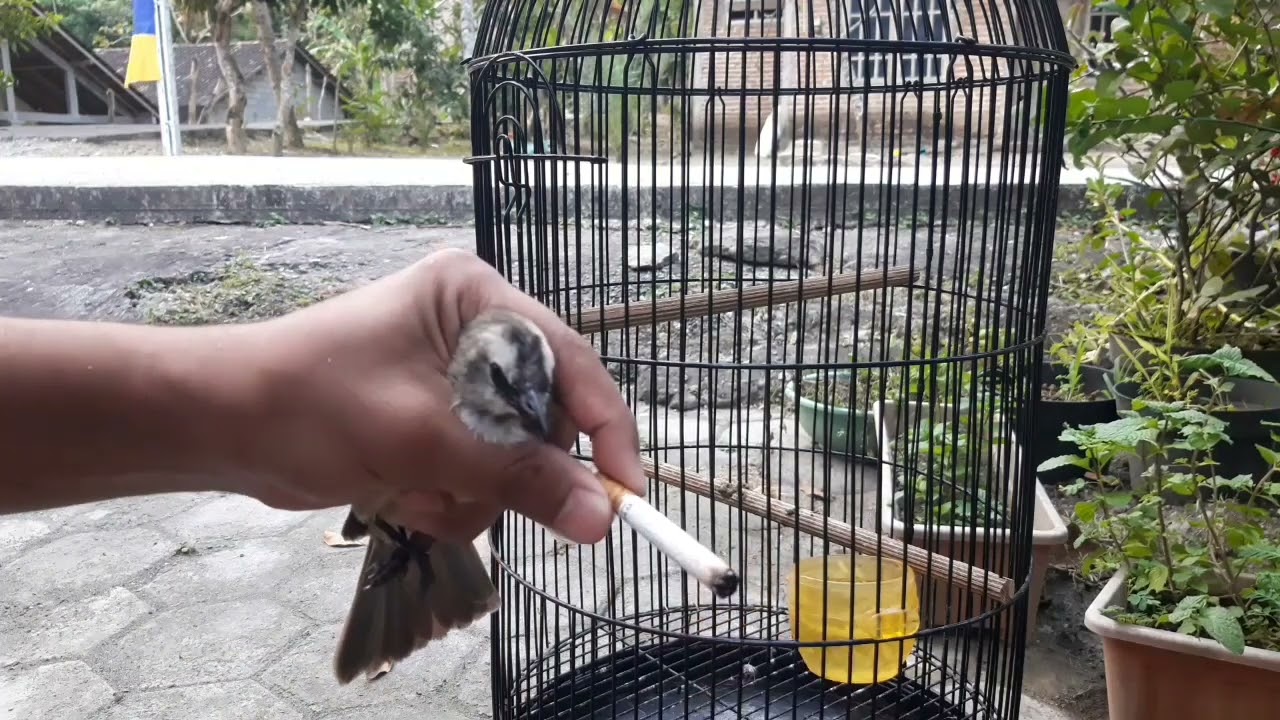 burung ngruji ? ini cara simpel menanganinya