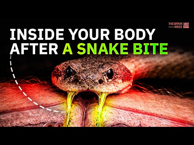 Inside Your Body After a Venomous Snake Bite