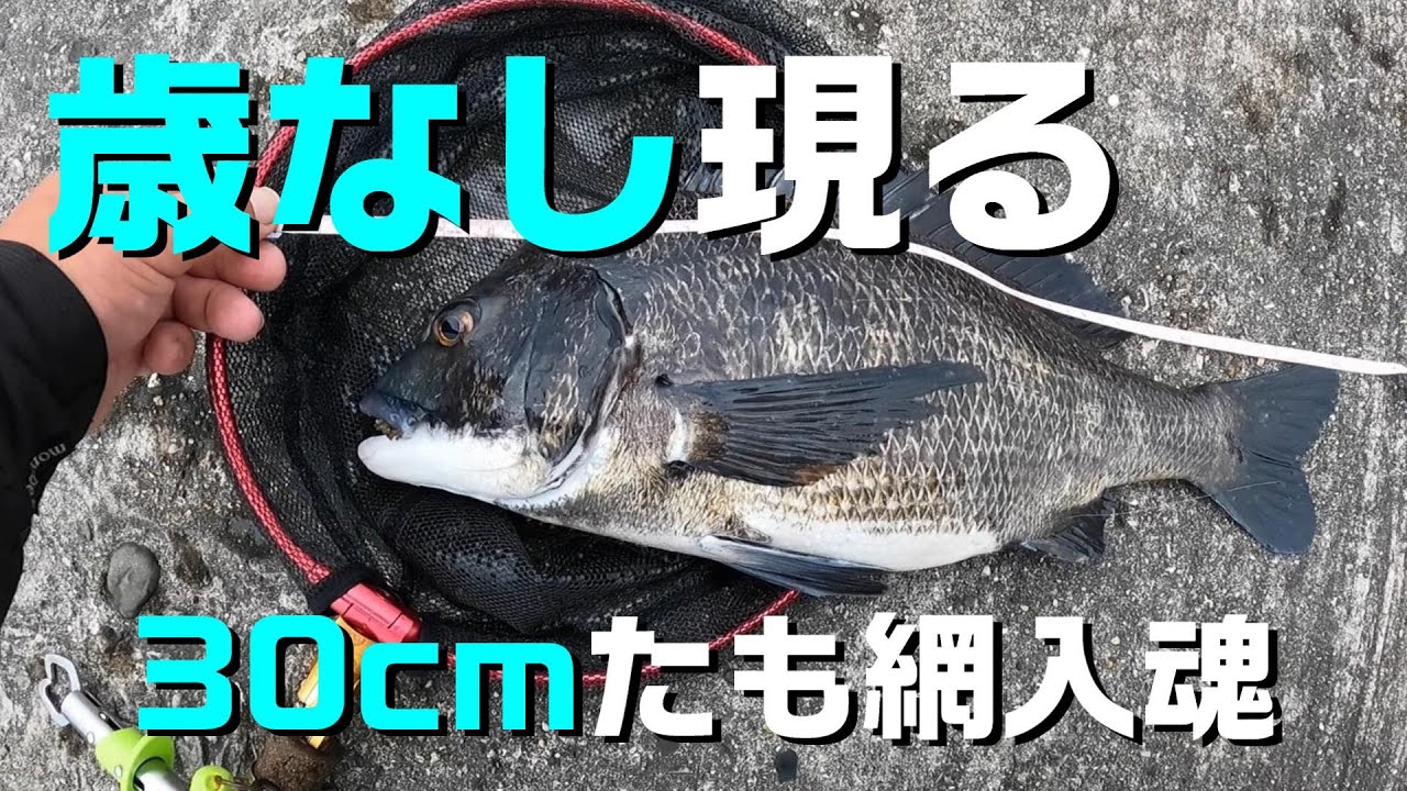 歳無し出た！チヌ落とし込み釣りで30cmタモ枠鱗着け - YouTube