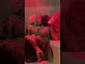 Sunbathing Gerbils