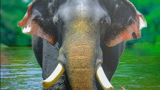 Trunkful of Facts: All About Amazing Elephants | Educational Story for Kids | English | Creative
