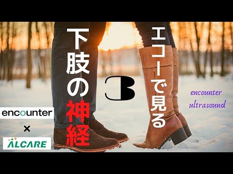 encounter　US　第36回 膝関節内側の痛み、大腿四頭筋の筋力低下と関連する閉鎖神経と大腿神経