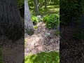 How to Transform a Partial Shade Garden  #frontyardgarden #springdiaries #plantssparkjoy