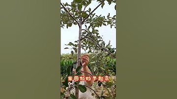 Boomgaardtak-trekmachine #Fruitboomtak-trekmachine #Landbouwgereedschap #Fruitboomtak