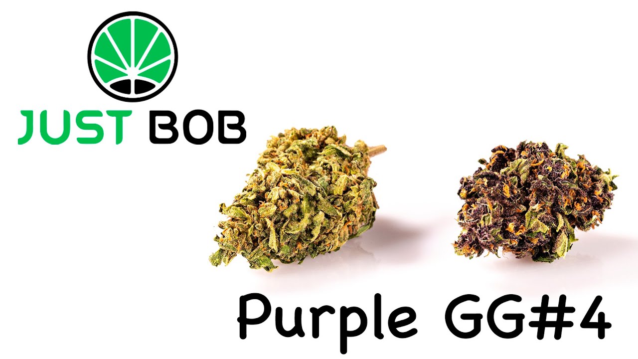 Purple GG#4 CBD - Cannabis CBD - JustBob [Deutsch]