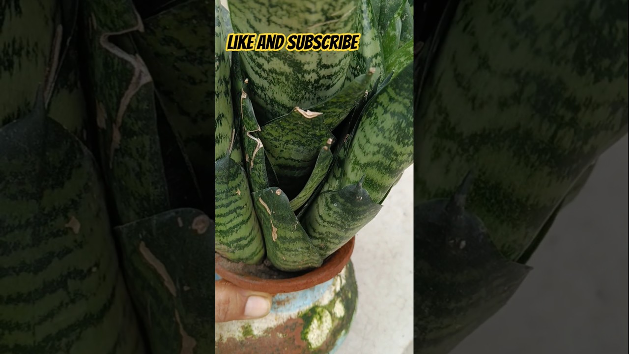 Snake plant ke tips #plants #garden #shortsfeed #gardening #facts #dwarfcopperleaf #youtubeshort