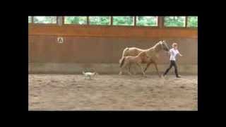DYNAMIK STALLIONS presents HET Golden Australis