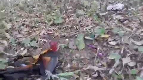 Cuab qaib qus mas zoo heev.( bãy gà rừng bằng mồi mái thật hiệu quả chưa đầy 3phut )