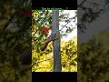 What happens if you never let go of a tree? 😳🌳#nature #experiment