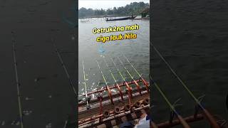 Download Lagu Getruk2na mah ciga lauk Nila #fishing #mancing #mancingmania #mancingliar MP3