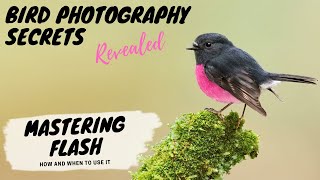 MASTERING FLASH - How & When to Use it - Bird Photography Secrets Revealed