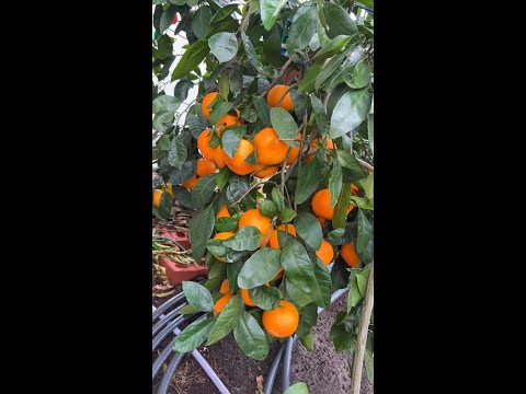 Video: Flying Dragon Bitter Orange - Is Trifoliate Portokalli i ngrënshëm