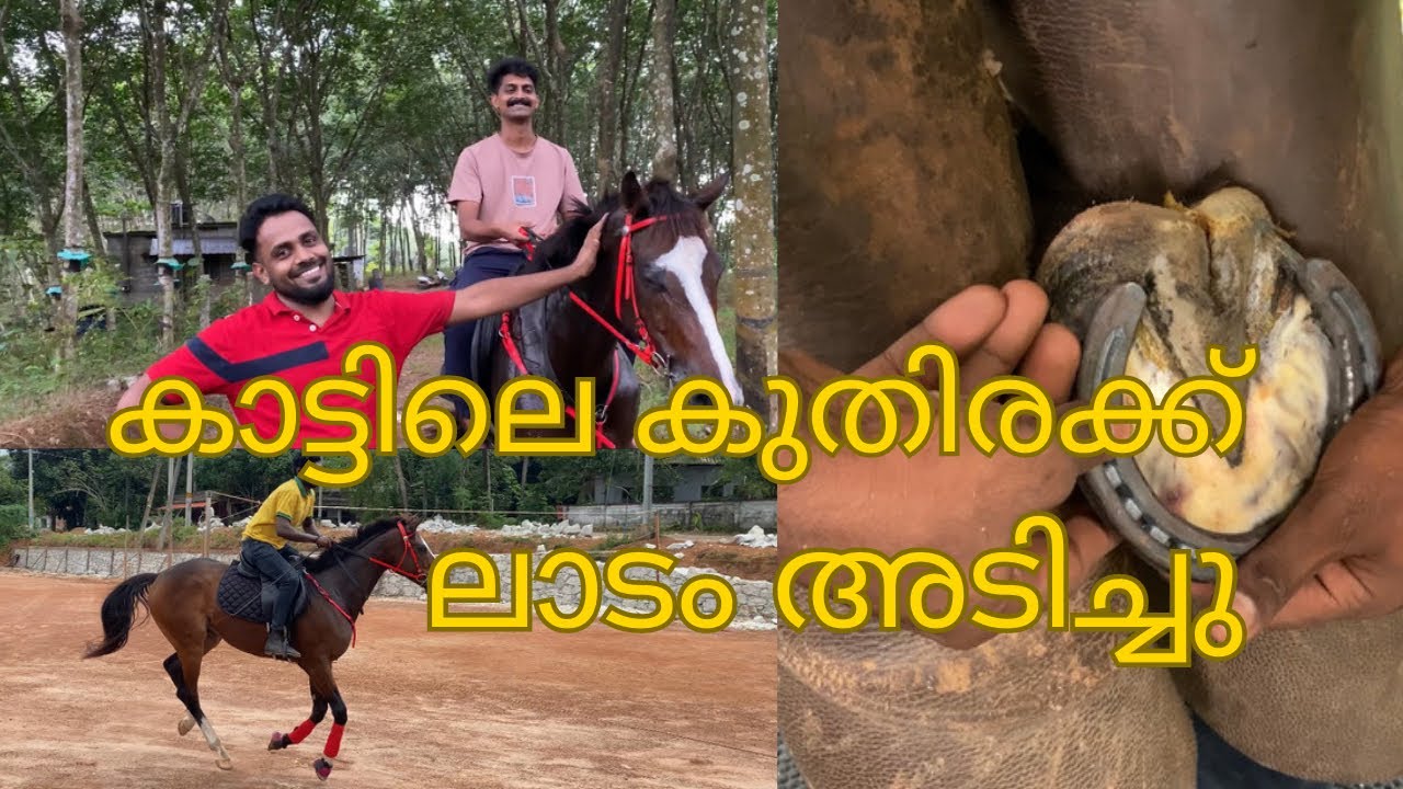 കുതിരക്ക് ലാടാം അടിക്കുന്നത് കണ്ടിട്ടുണ്ടോ? horse shoeing malayalam