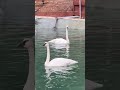 Swan Lake Is Here! 🦢 Come See Dewey and Webby Make a Splash!