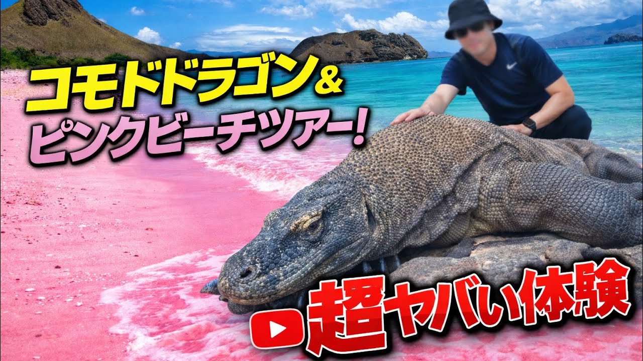 【バリ島】も良いけど【コモド島】海も綺麗でヤバいぞ