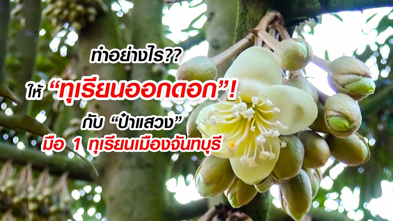 ทำอย่างไร?? ให้ “ทุเรียนออกดอก”  กับ “ป๋าแสวง” มือ 1 ทุเรียนเมืองจันทบุรี | Durian Thailand | 榴蓮
