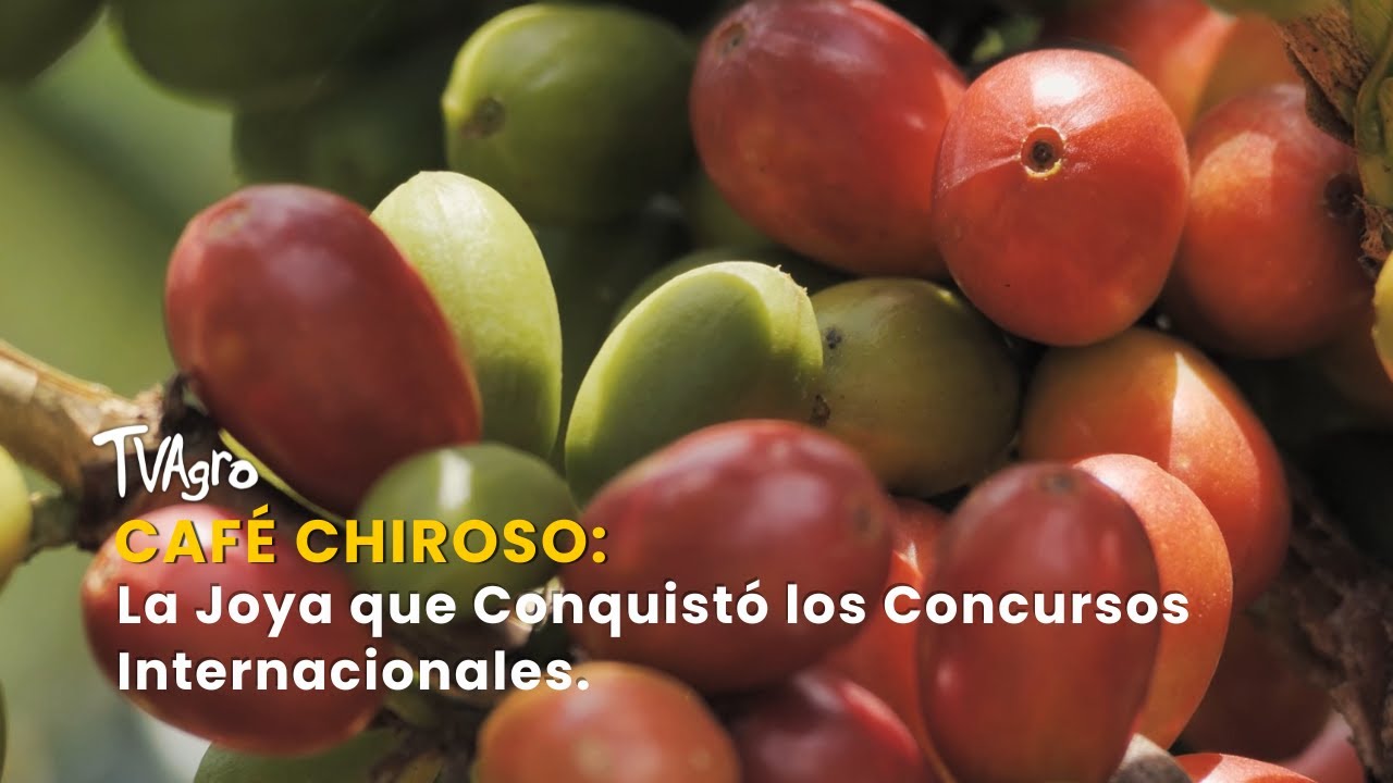 Café Chiroso: La Joya que Conquistó los Concursos Internacionales - TvAgro por Juan Gonzalo Angel