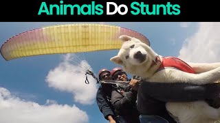 Extreme Pets: Adrenaline-Pumping Stunts From Fearless Animals