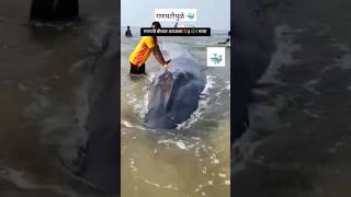 गणपतीपुळे समुद्र किनारी अडकून बसला व्हेल मासा ?? l व्हेल मासा l whale fish l big fish in ganpatipule