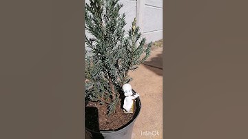 Casper sitting under the juniper 😍sorry garden is not nice our garden is  in pots 😊