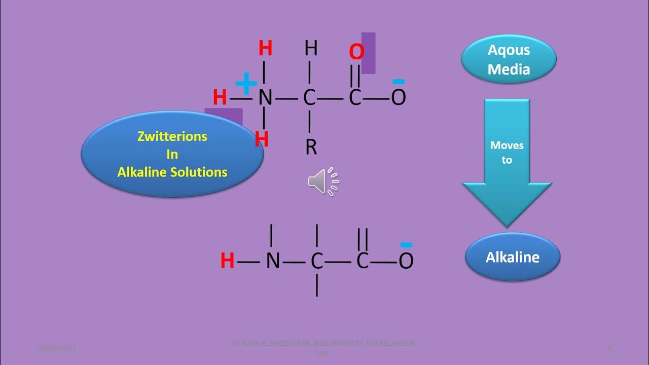 Amphoteric properties of Proteins and amino acids YouTube
