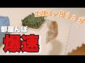 生後3ヶ月のうさぎのダッシュの本気がエグすぎるw
