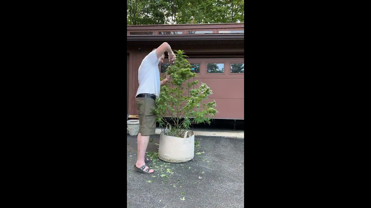 Best Way To Grow Cannabis Haircuts Part 2 Timelapse