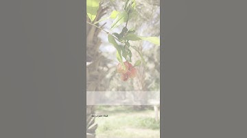 يا أَيُّهَا النّاسُ اتَّقوا رَبَّكُم إِنَّ زَلزَلَةَ السّاعَةِ شَيءٌ عَظيمٌ |سورة الحج |ياسر الدوسري