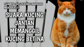 SUARA KUCING JANTAN MEMANGGIL BETINA - Dijamin 100 % Kucing Langsung Mendekat !!!