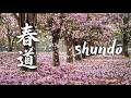 春道 (shundō) • Sakura Spring Path • Road of Spring